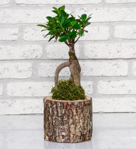 Kütükte Bonsai