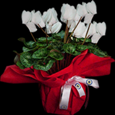 Sıklamen çiçeği (kırmızı,lila,pembe,beyaz)