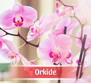 Gaziantep Çiçekçi, Orkide Siparişi