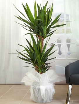 Üçlü Yucca 2 metre botu