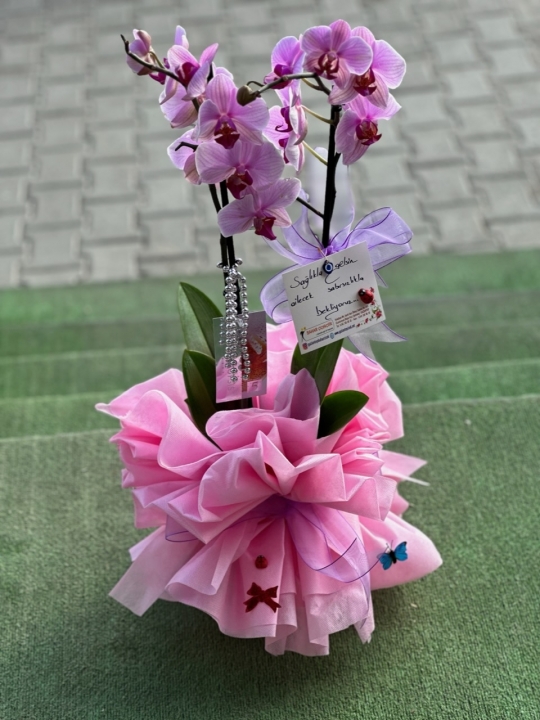 2 köklü orkide (İTAL)