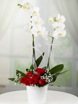 Beyaz Orkide ve 7 adet Kırmızı Gül