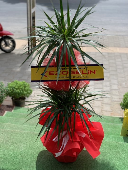 Dracena 3 köklü