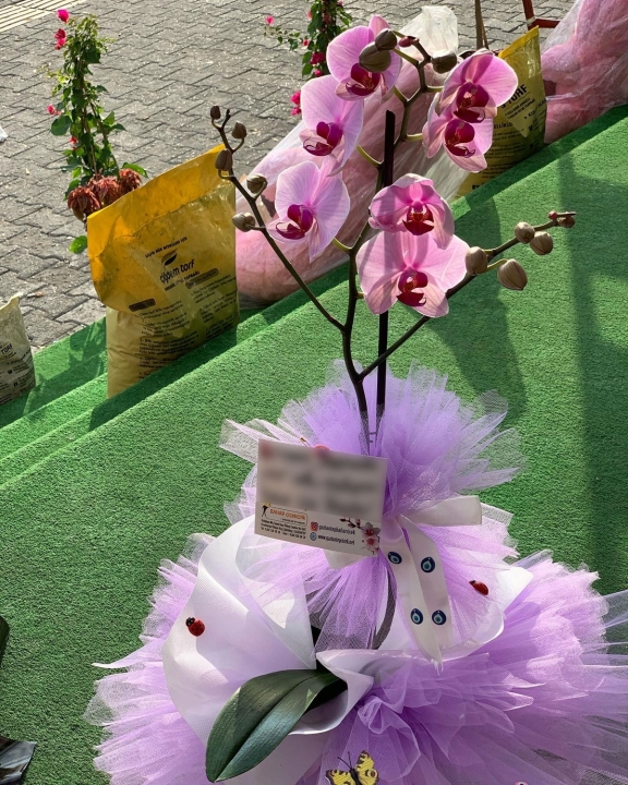 çift köklü Pembe Orkide