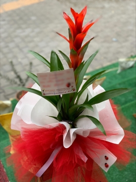 Guzmanya Çiçeği