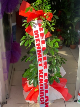 Şeflora Saksı Çiçeği 