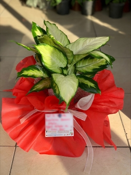 Saksı Çiçeği