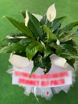 Spatifilyum (Barış) Çiçeği 80cm